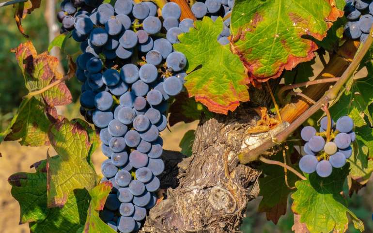 Descubre la diversidad de los vinos de Galicia: una guía de las variedades más destacadas