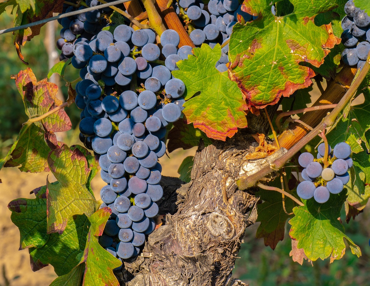 Discover the diversity of Galician wines: a guide to the most outstanding varieties.